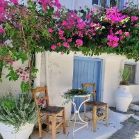 Outdoor patio with pink bougainvillea, potted greenery, wooden chairs, and a small table beside a blue door.