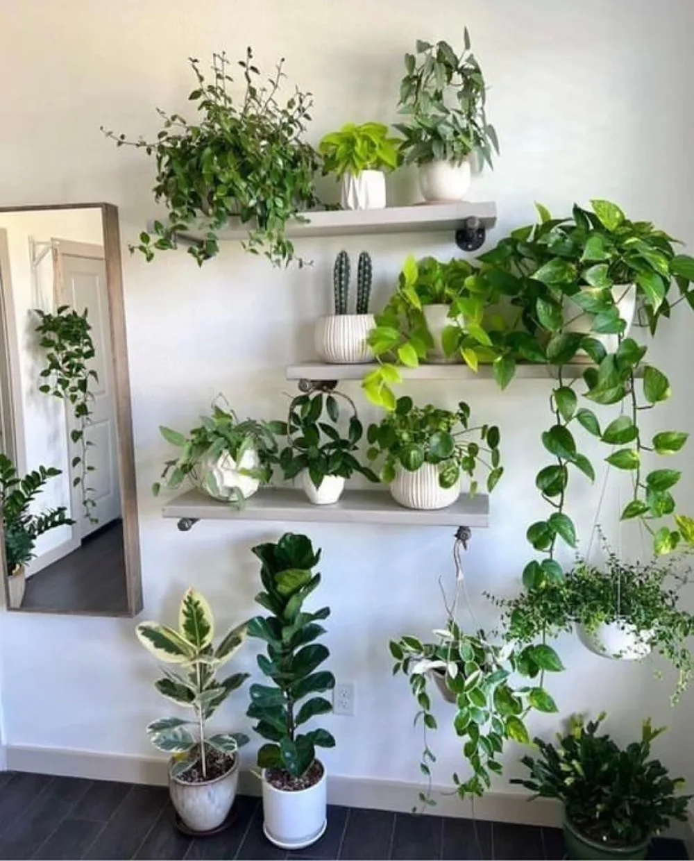 Living room wall filled with green plants on floating shelves