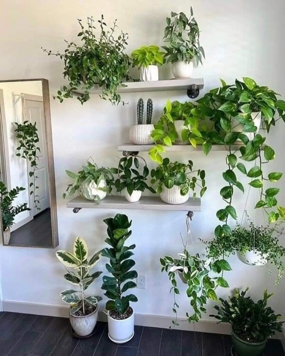 living room wall shelves filled with different green houseplants
