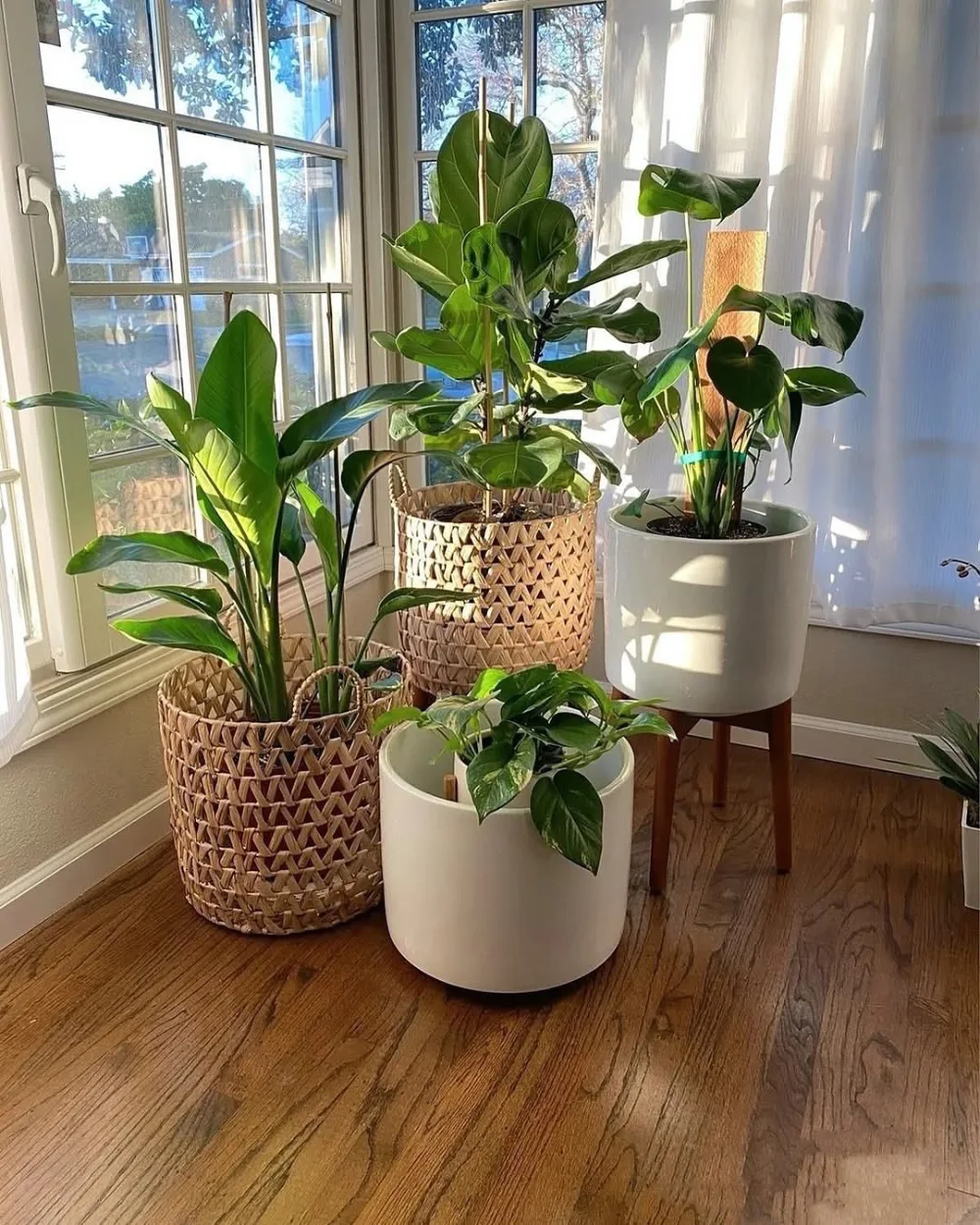 large potted plants arranged beside a sunny living room window