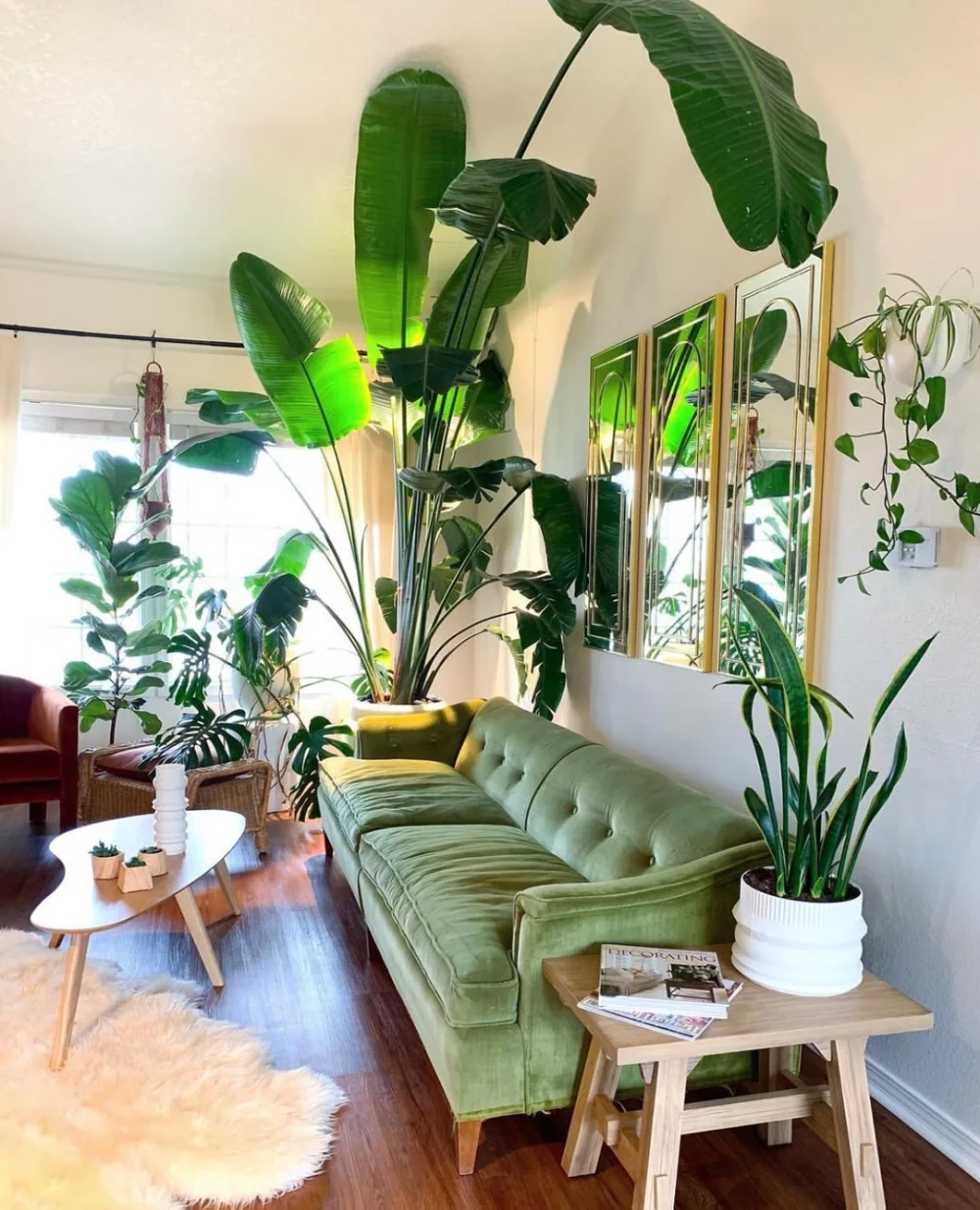 large tropical plant beside a green sofa in a bright living room