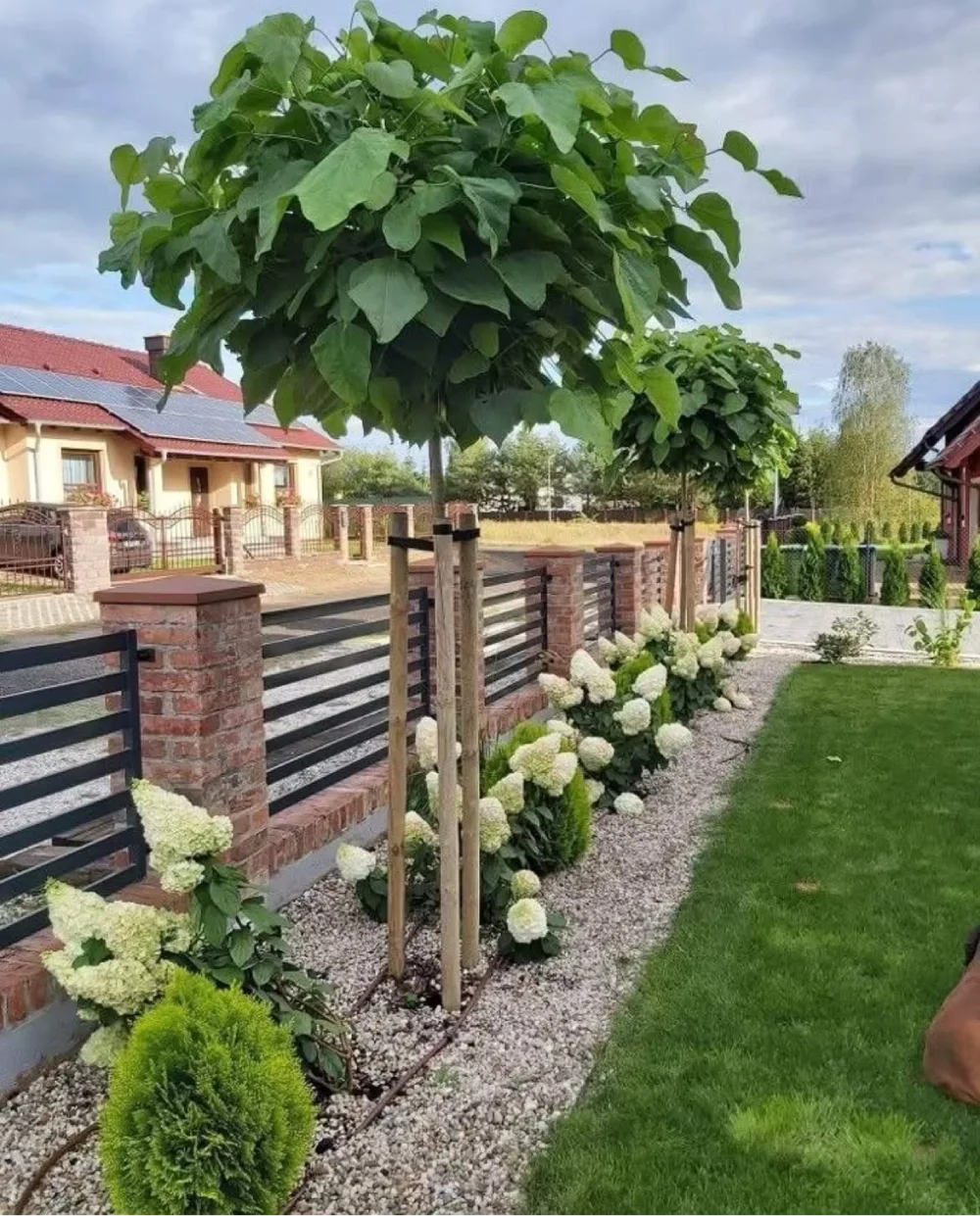 Small ornamental trees and white flowering plants along a garden fence