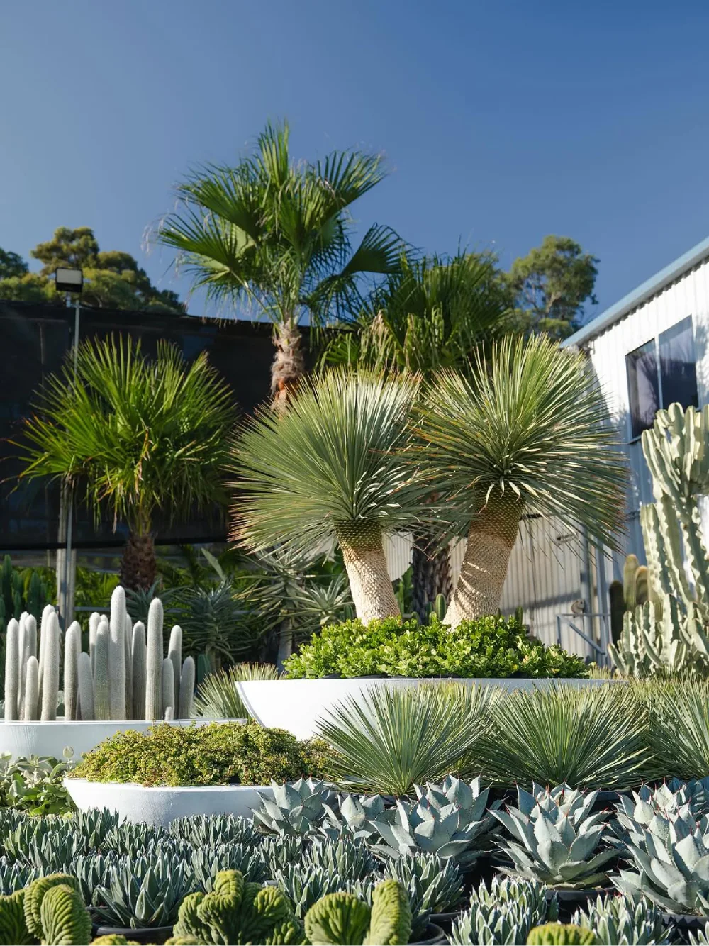 Sculptural desert garden with yucca, palms, succulents, and cacti