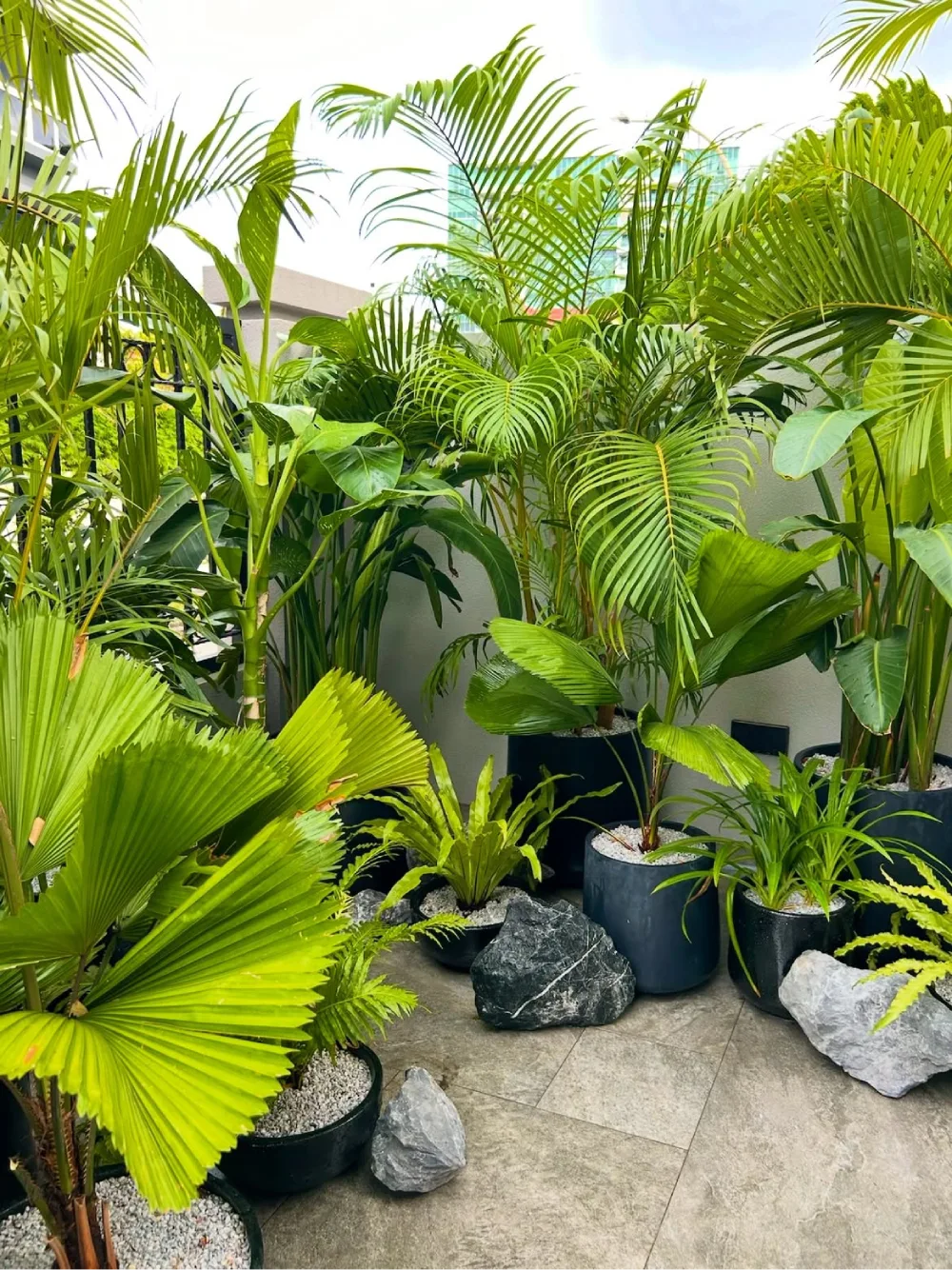 Tropical patio garden filled with potted palms and lush foliage