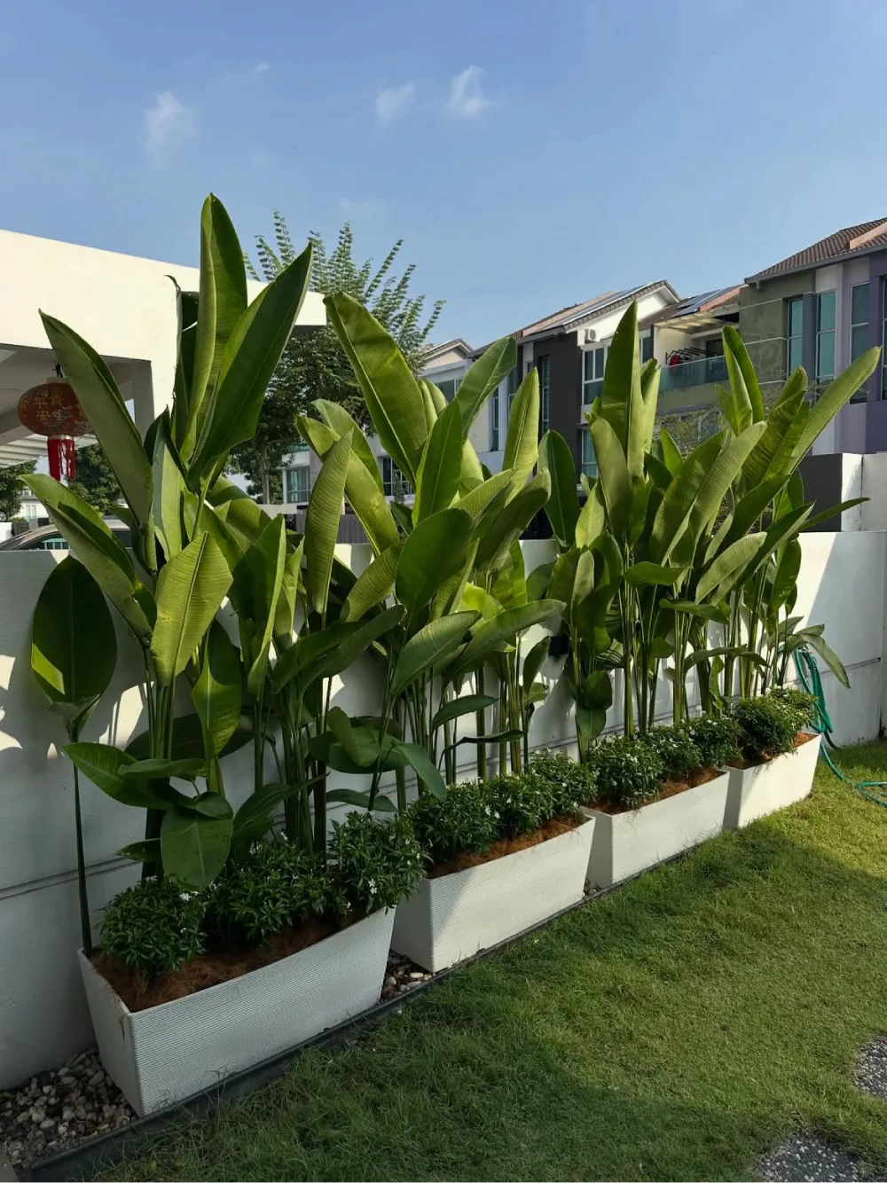 Bird of Paradise plants growing in white rectangular garden planters