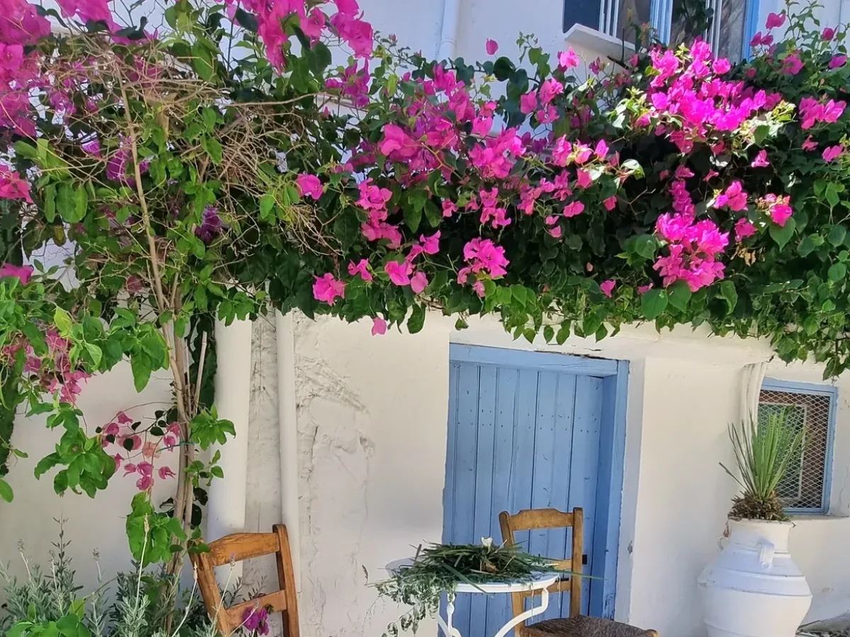 Outdoor patio with pink bougainvillea, potted greenery, wooden chairs, and a small table beside a blue door.